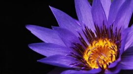 Thumbnail of post image 034